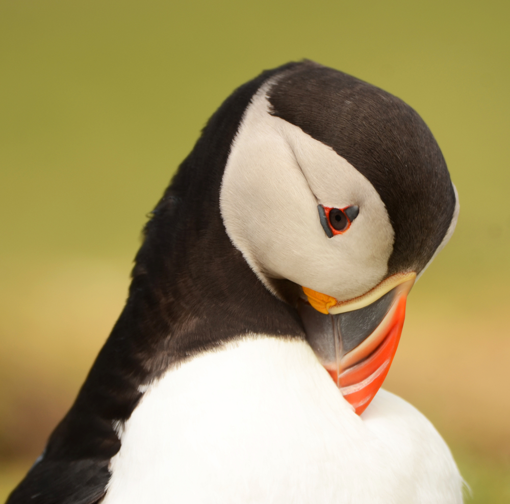 Puffin illustration